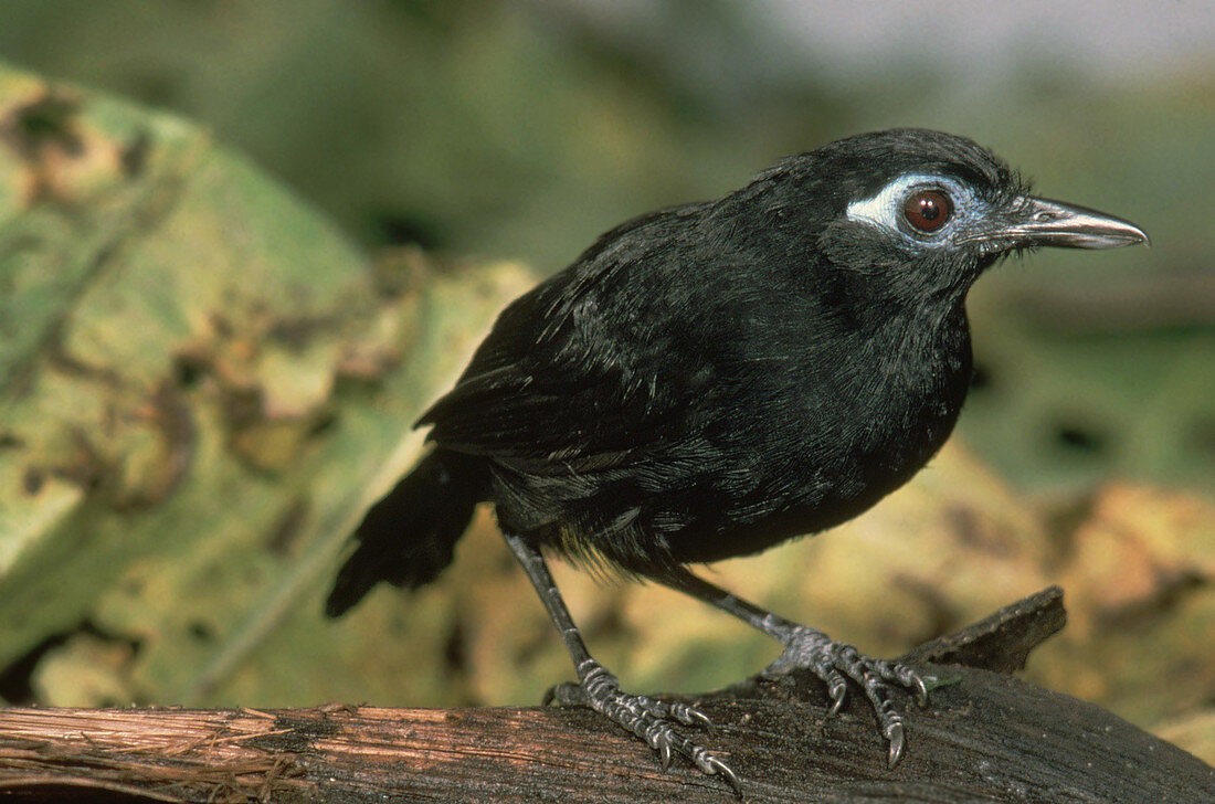 Immaculate Antbird