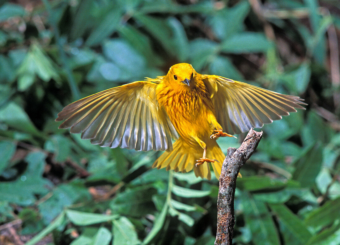 Yellow Warbler (Dendroica petechia)