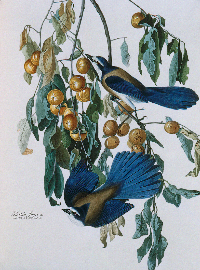 Audubon's Florida Jays