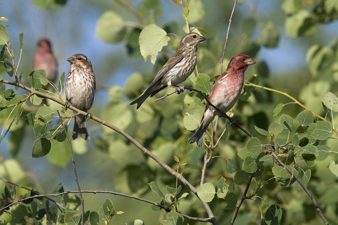 Male and Female Purple Finches