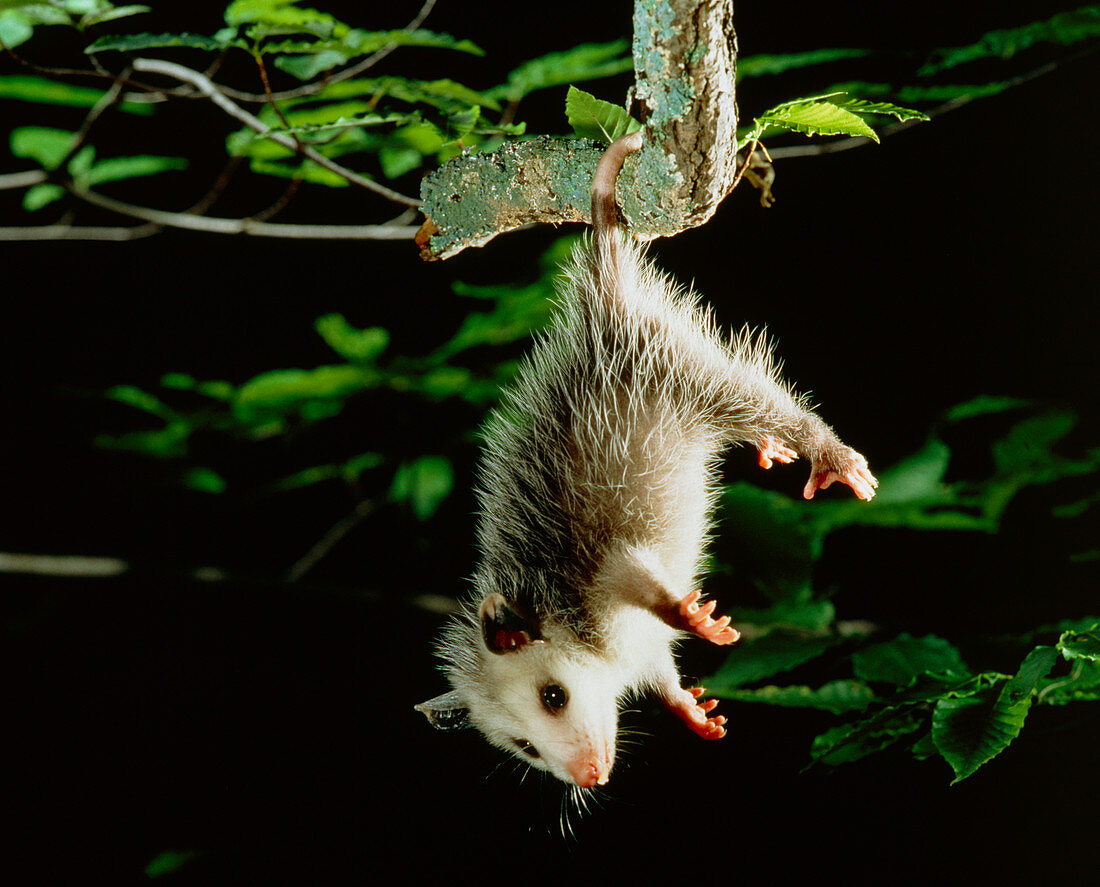 Young Virginia opossum (Didelphis virginiana)