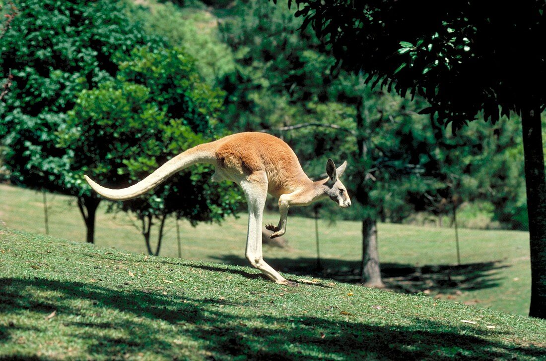 Red kangaroo jumping