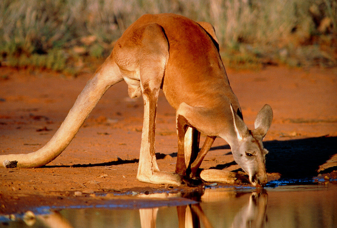 Red kangaroo drinking