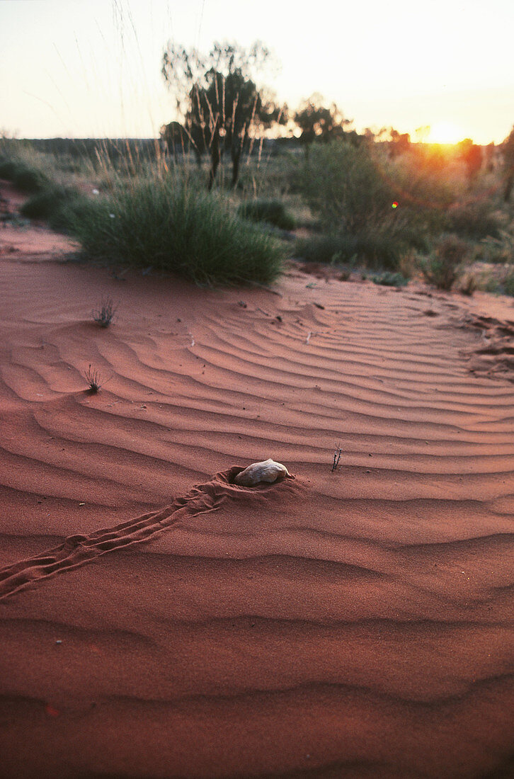 Marsupial mole burrowing in sand