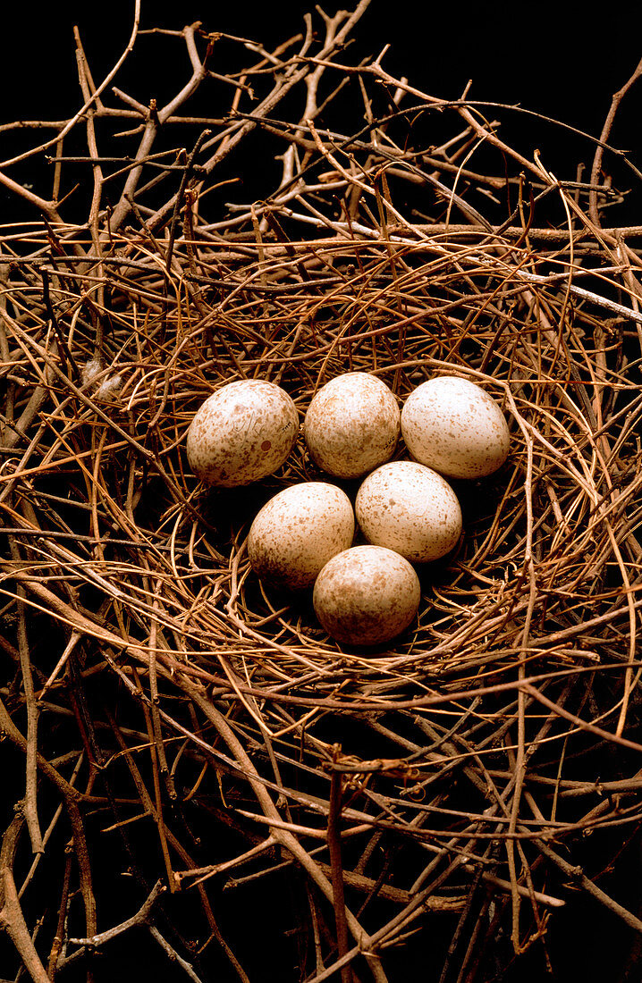 Green jay nest