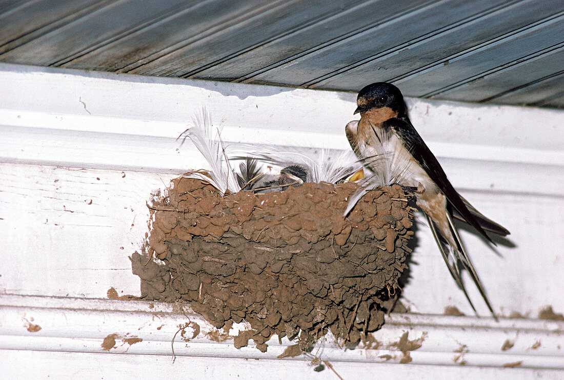 Barn Swallow at nest with young