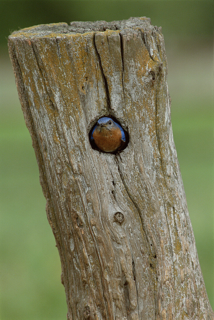 Male eastern bluebird in his nest
