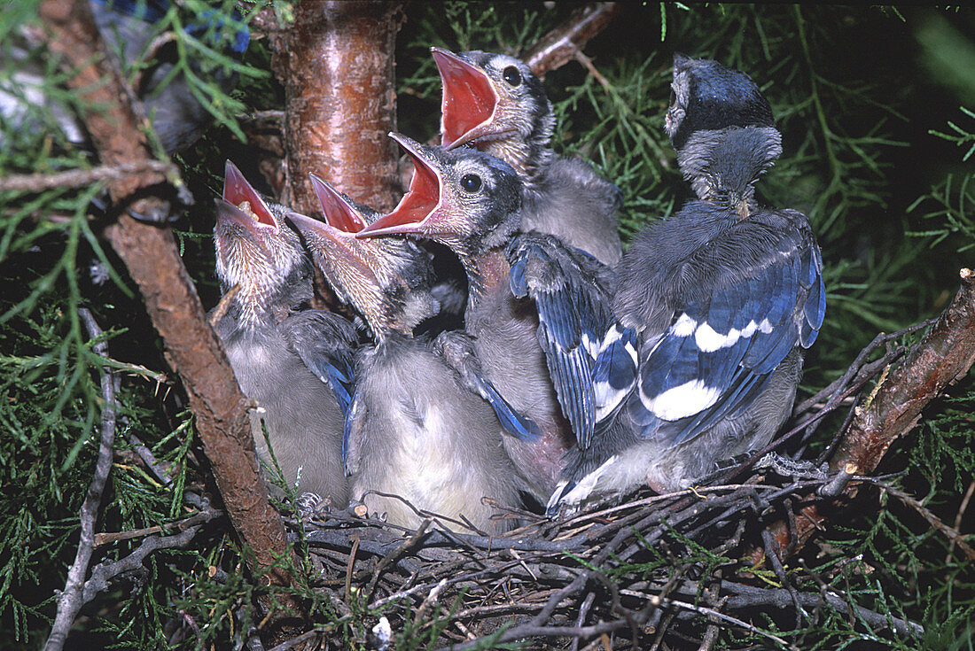 Baby Blue Jays in nest