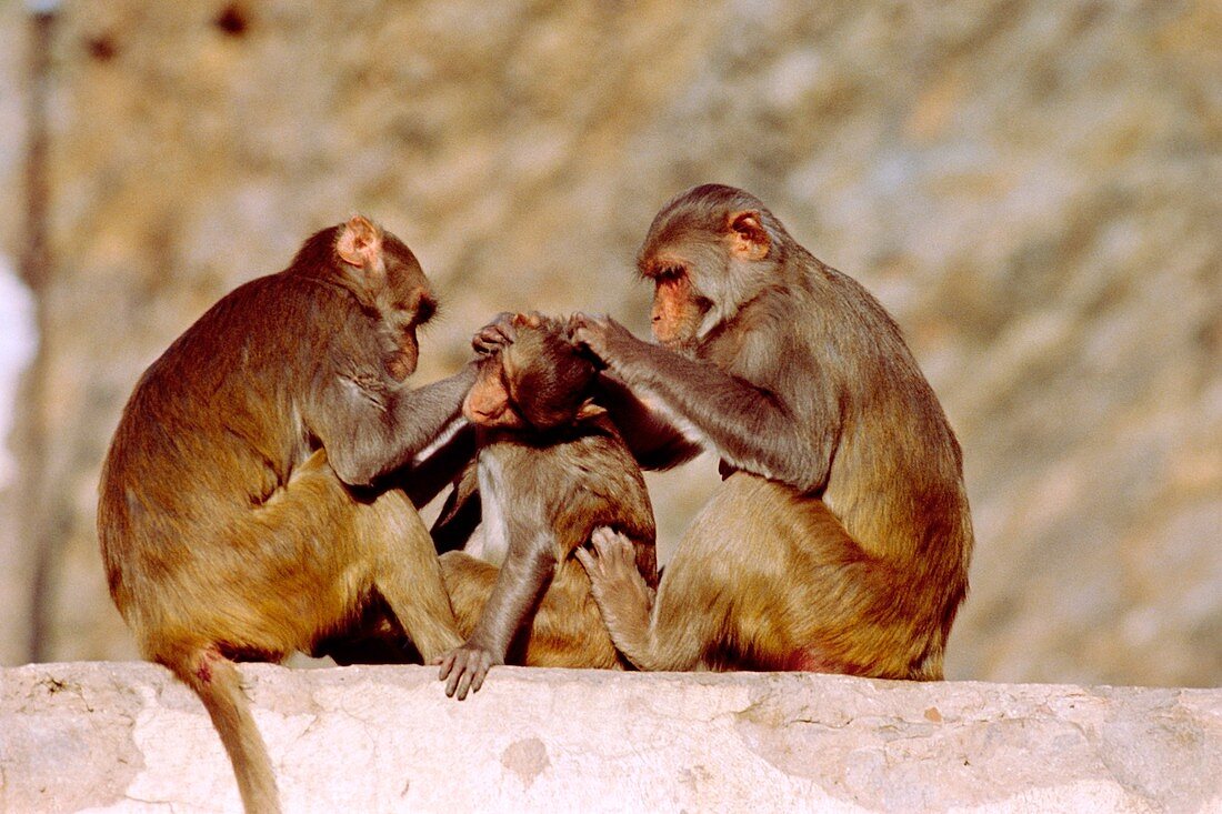 Rhesus monkeys grooming