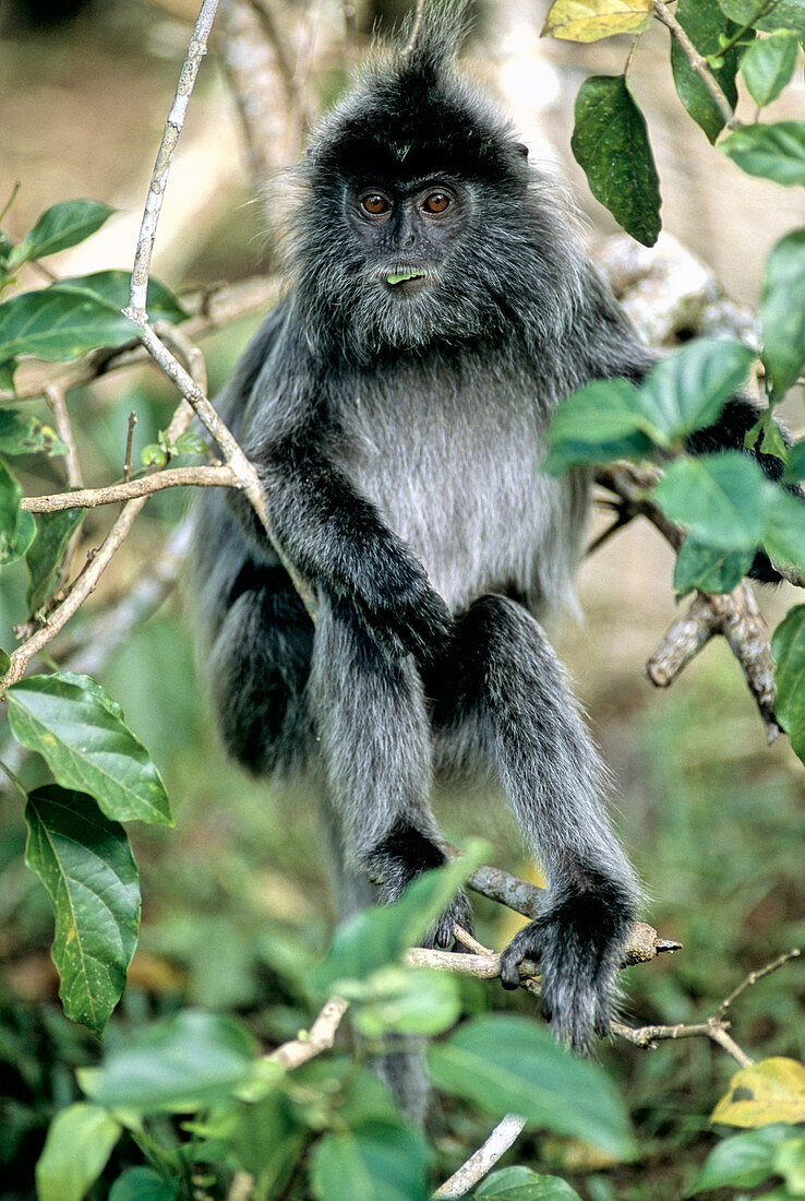 Silvered Leaf Monkey