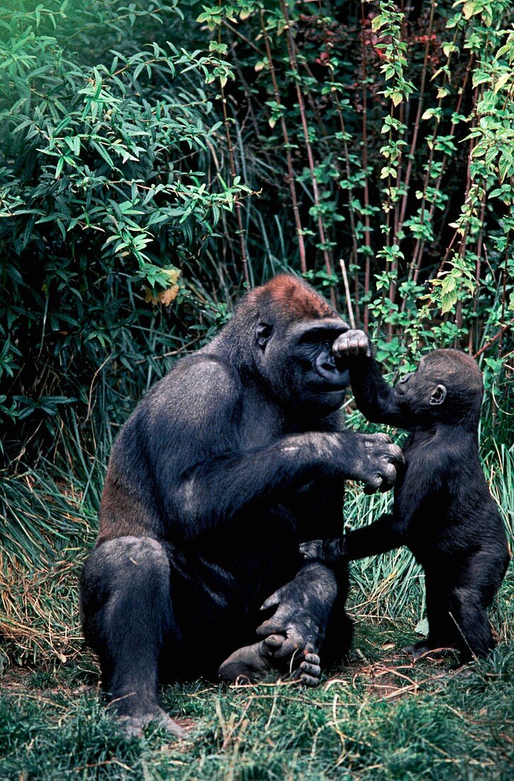 Lowland gorilla and young