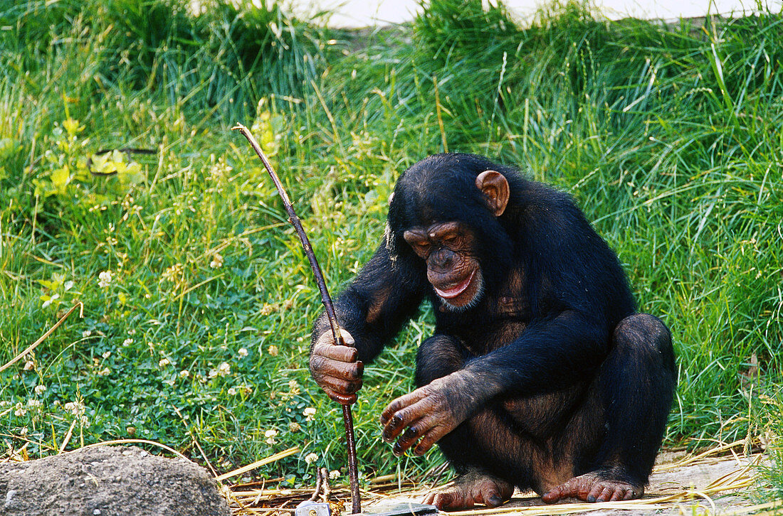 Chimpanzee using stick as tool