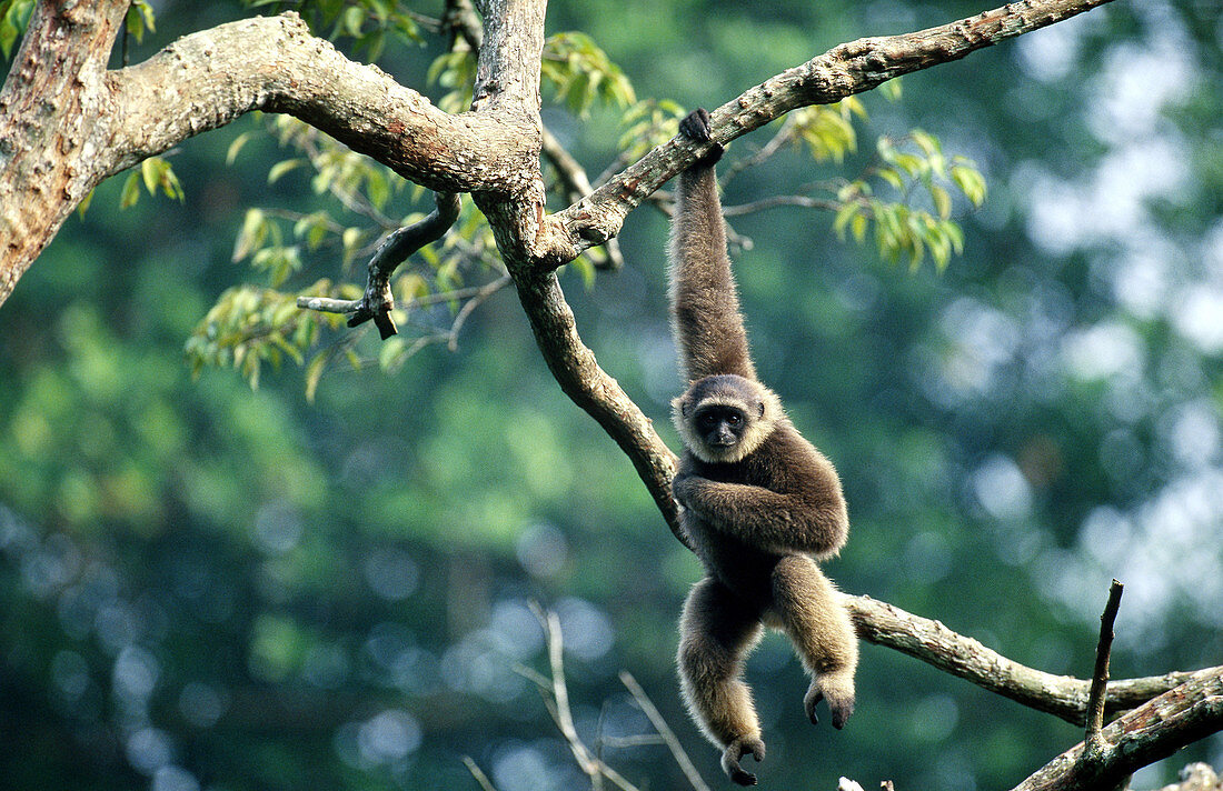 Common Gibbon (Hylobates lar)