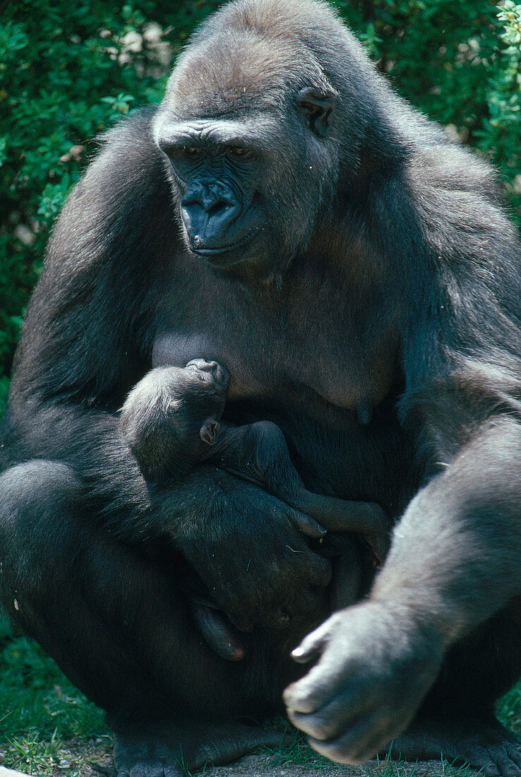 Gorilla Mother and Young