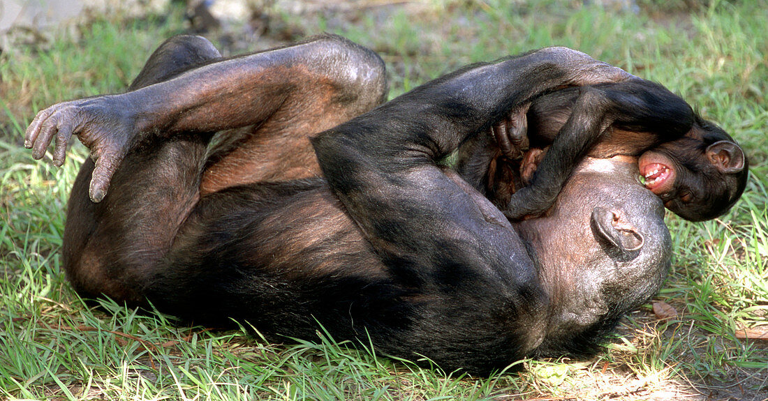 Bonobo (Pan paniscus) mother and infant