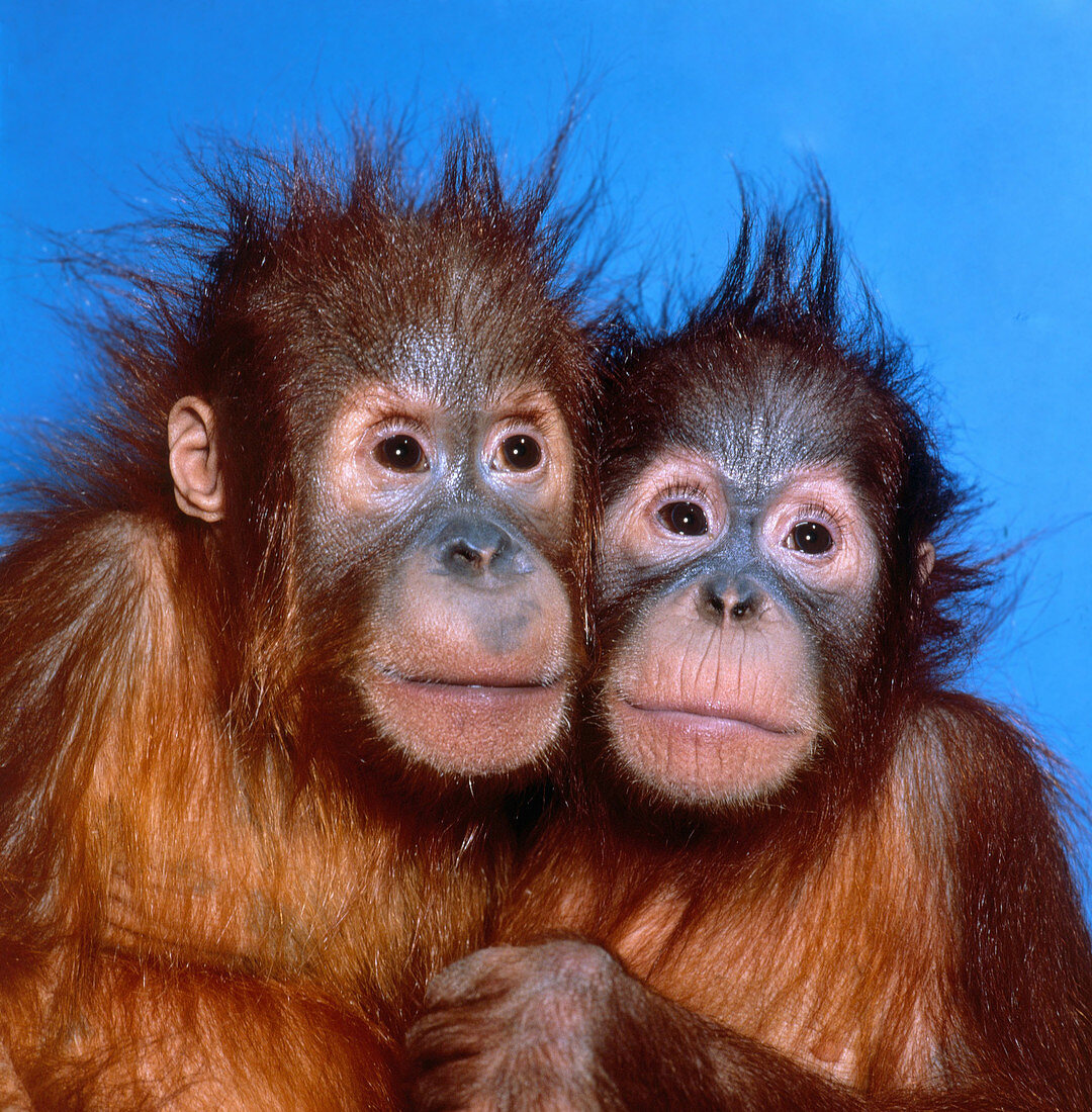 Orangutan (Pongo pygmaeus) babies