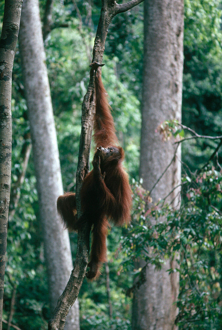 Sumatran Orangutan