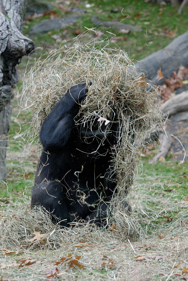 Western Lowland Gorilla playing with hay