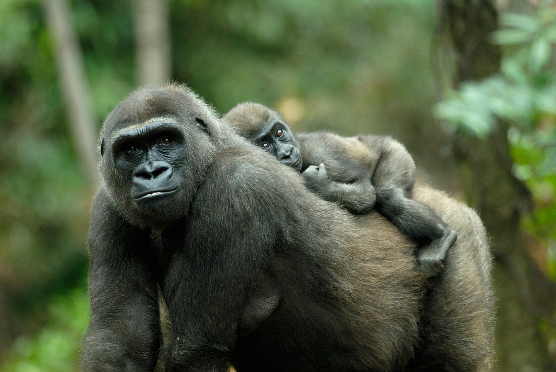 Gorilla mother with young on her back