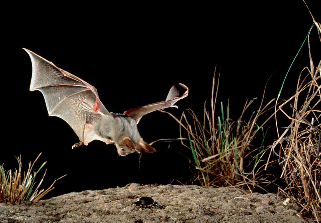 Heart-nosed bat