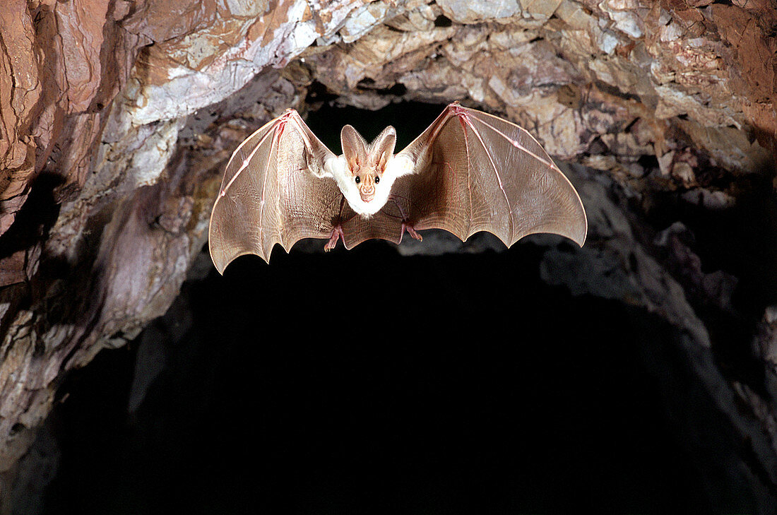 Ghost Bat flying