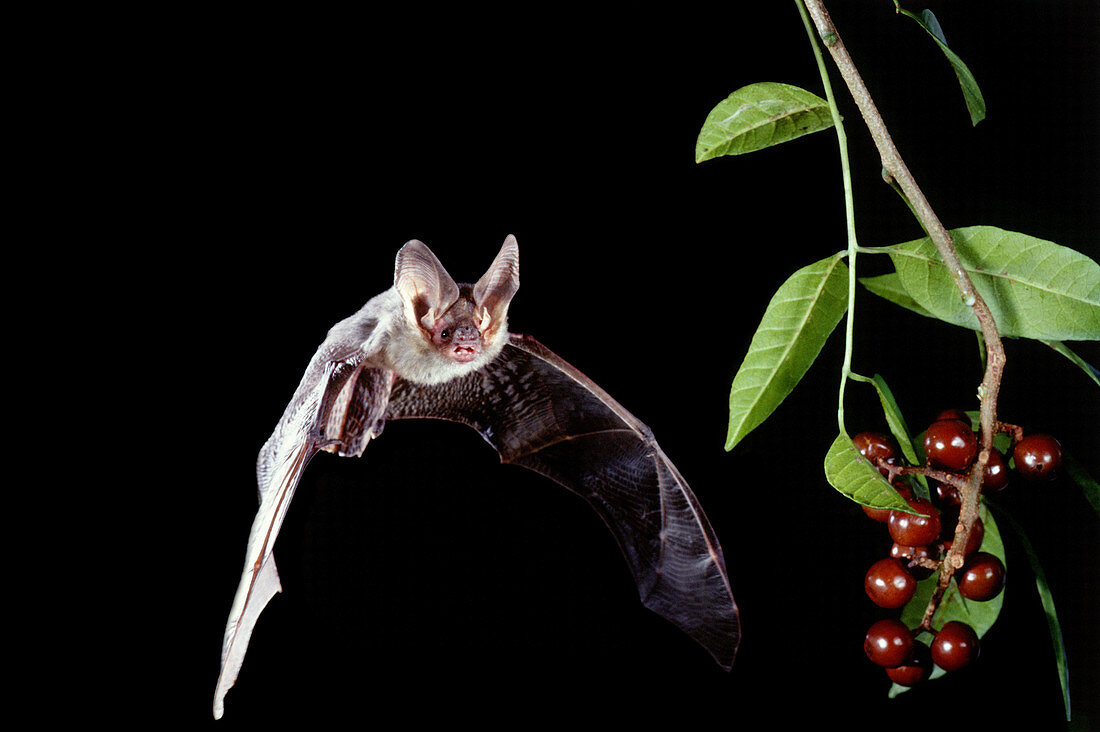 Goulds Long-eared Bat