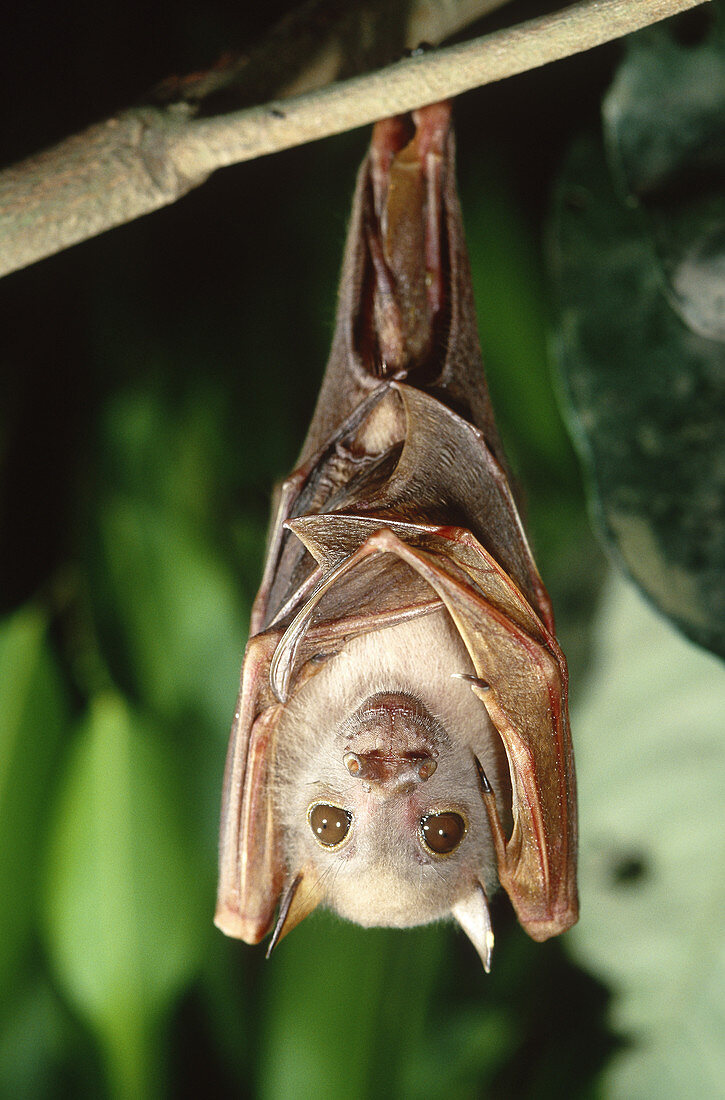 Tube-nosed bat