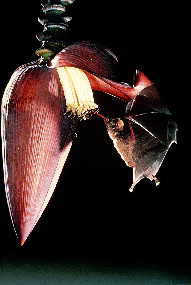 Bat pollinating banana flower