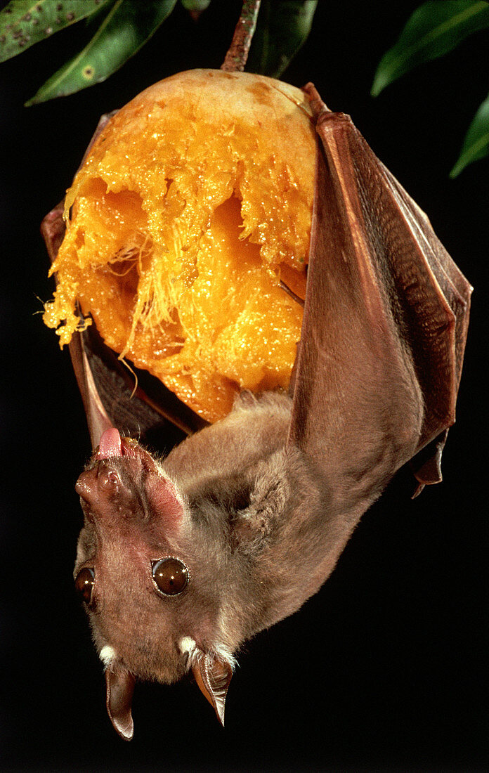 Epauletted Fruit Bat with mango