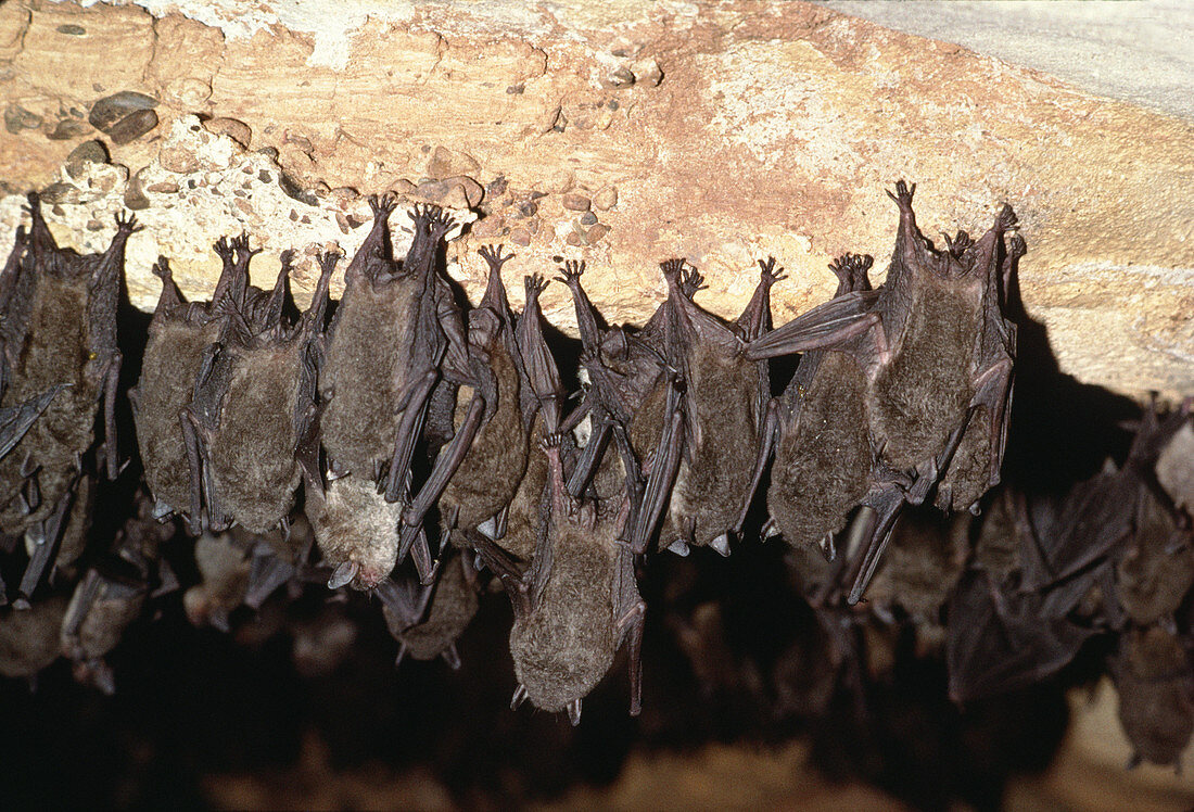 Gray Bats