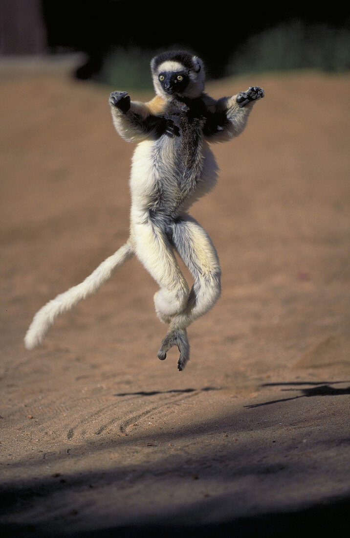 Verreaux's sifaka