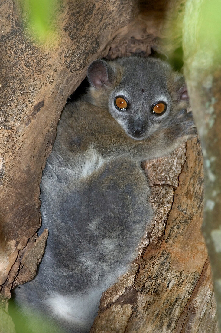 White-footed Sportive Lemur