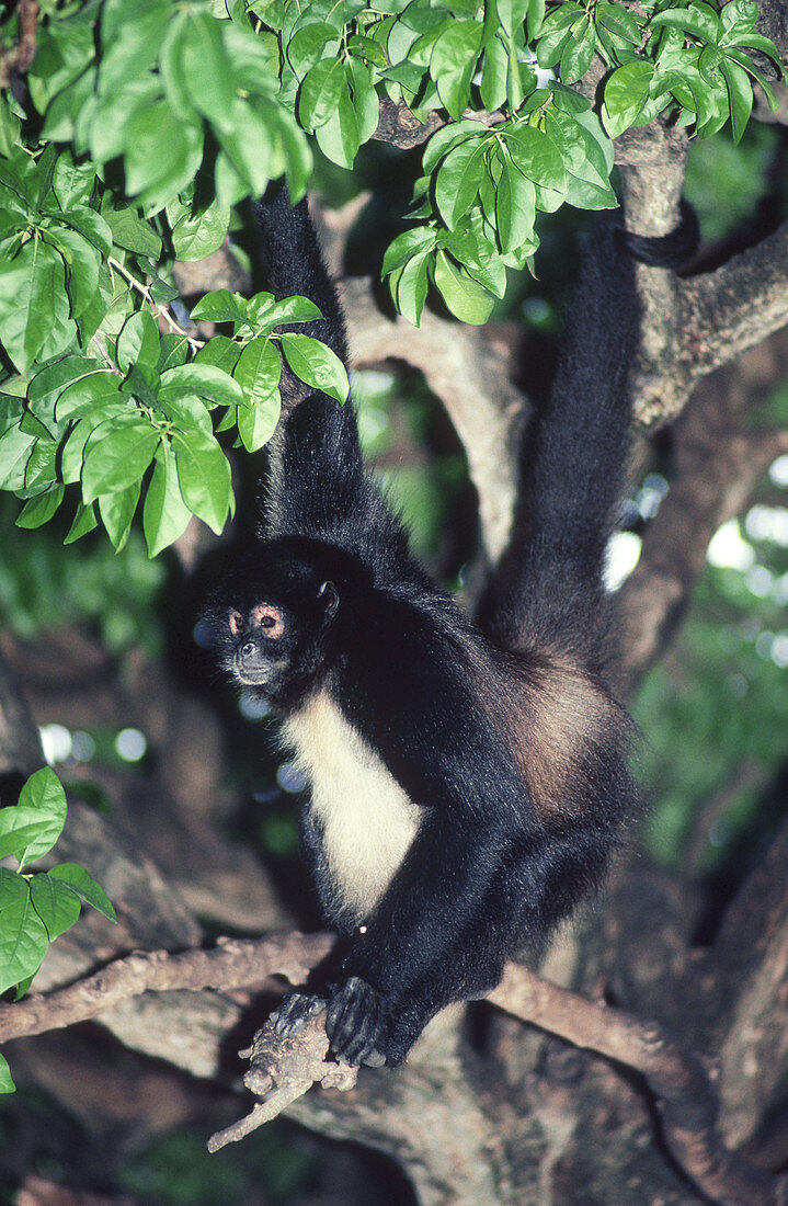 Mexican Spider Monkey