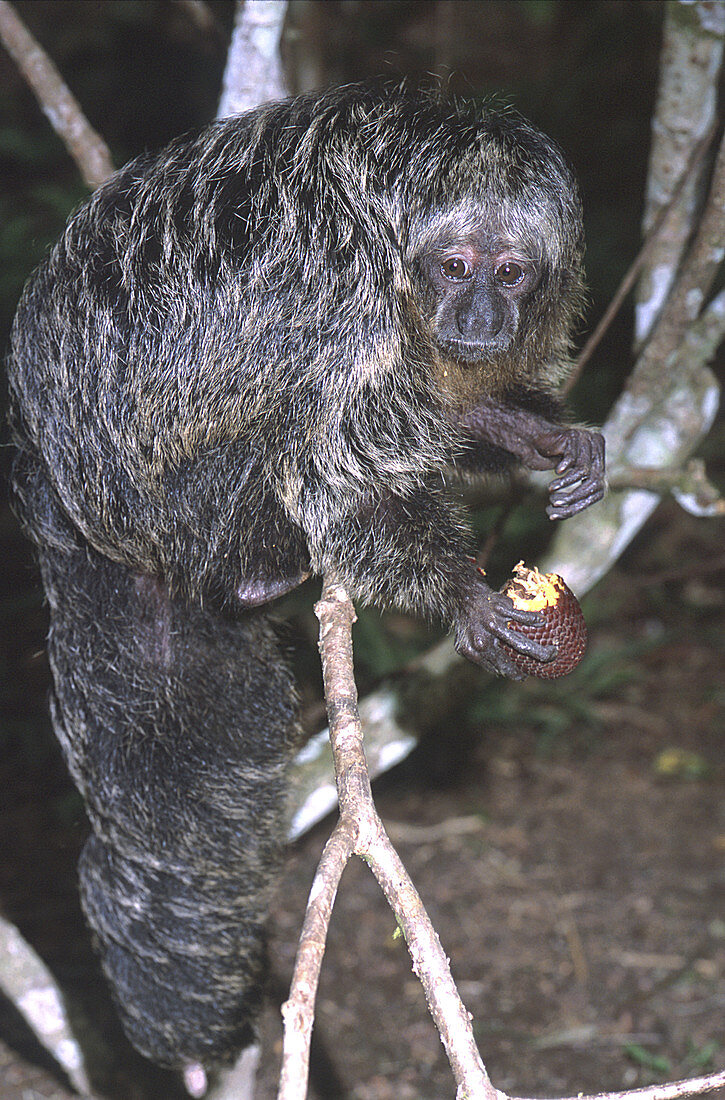 Hairy Saki monkey eating a palm fruit