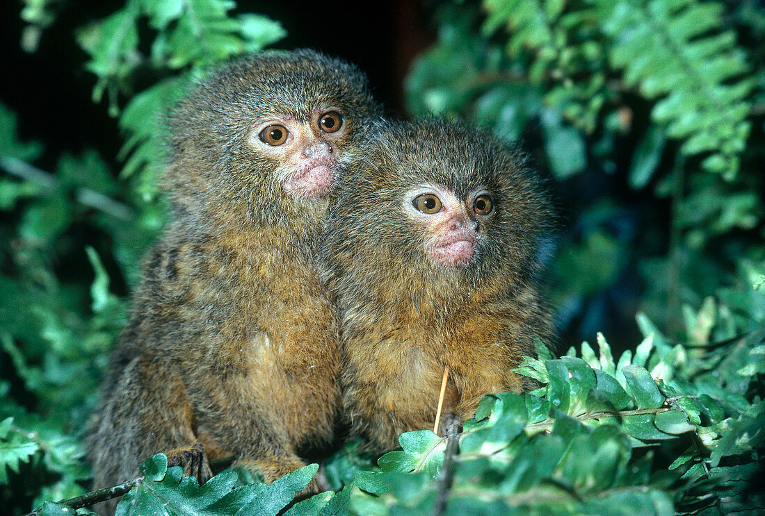 Pygmy Marmosets