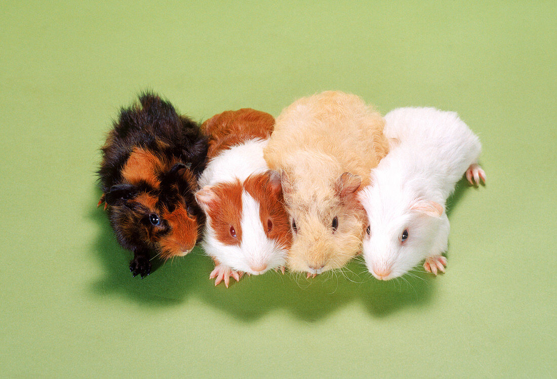 Guinea pigs