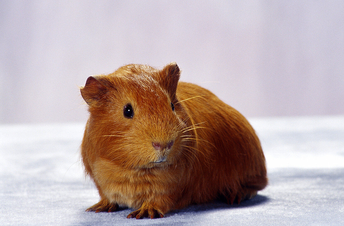 Smooth-Coated Guinea Pig