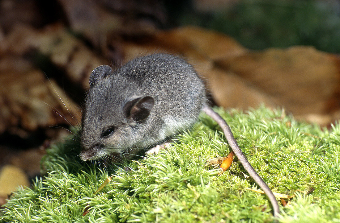 Juvenile White-footed Mouse