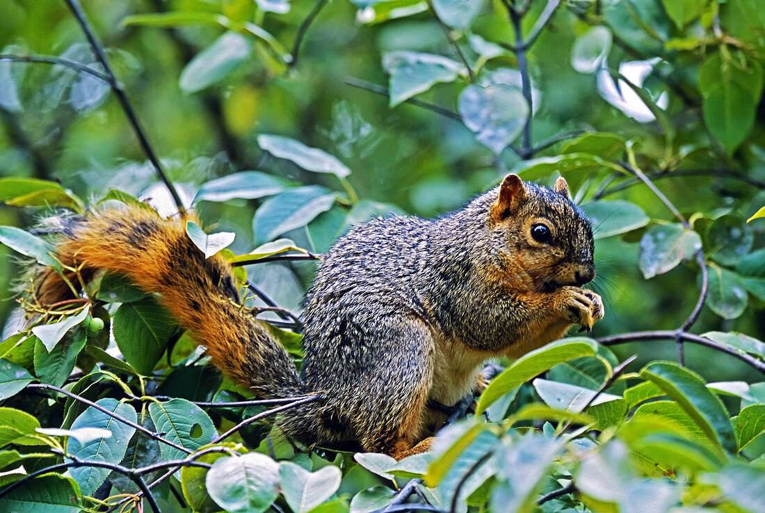 Fox Squirrel (Sciurus niger) in a Tree