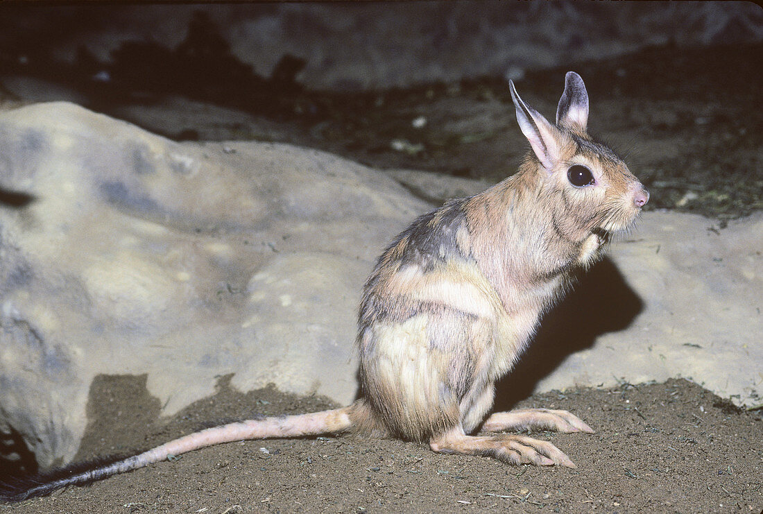 Cape Spring Hare or Springhaas