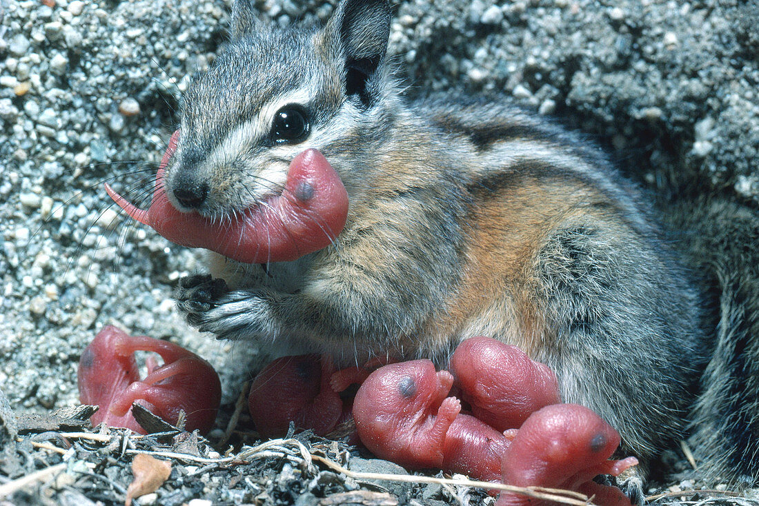 Lodgepole Chipmunk and Babies