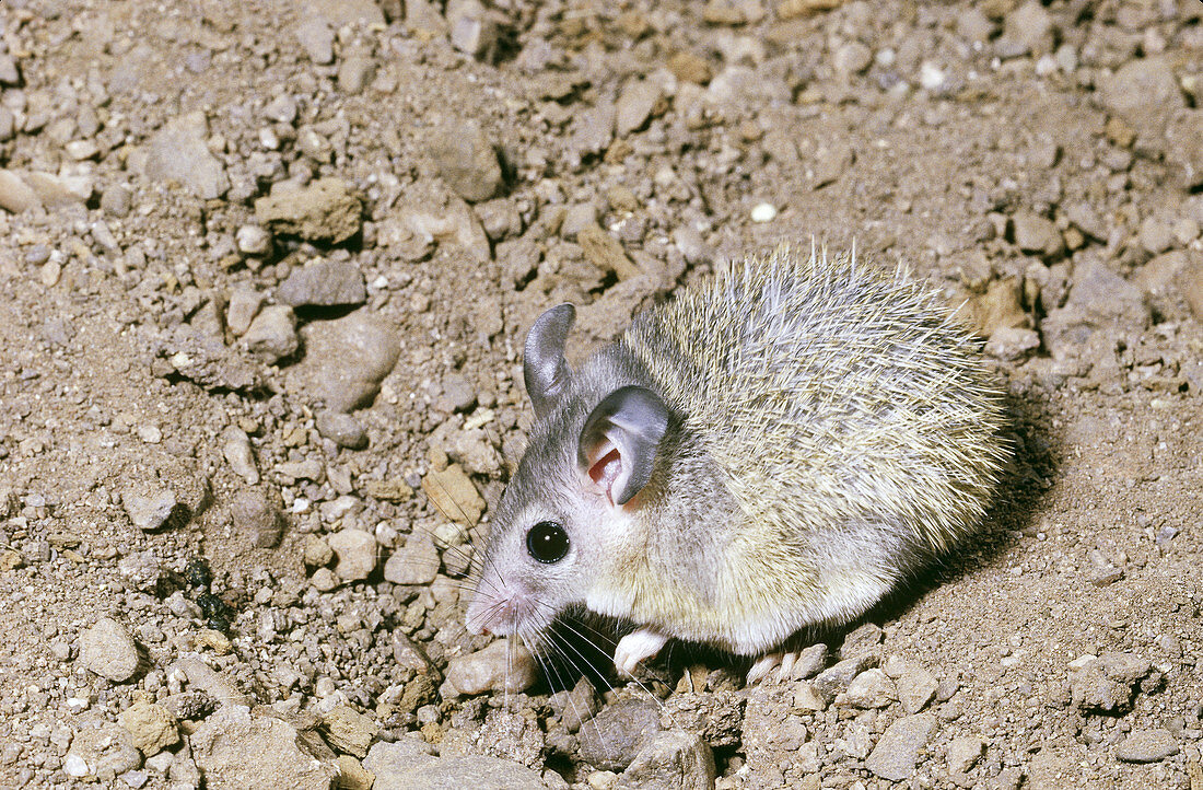Egyptian Spiny Mouse