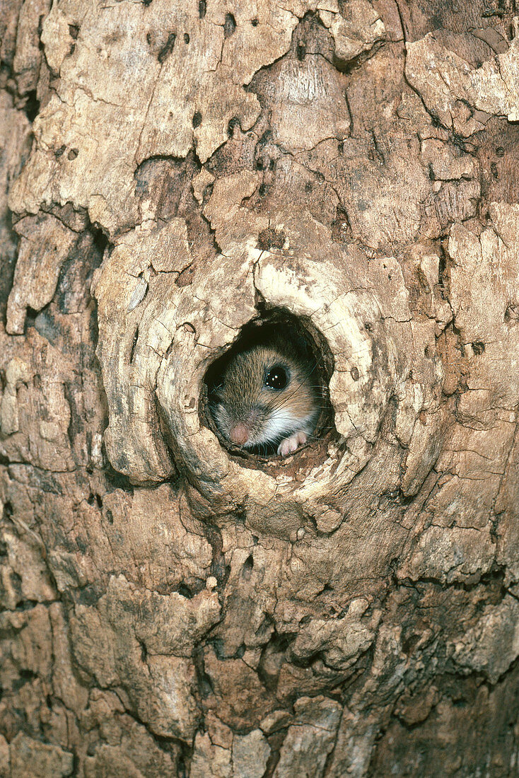 Deer Mouse in Nest