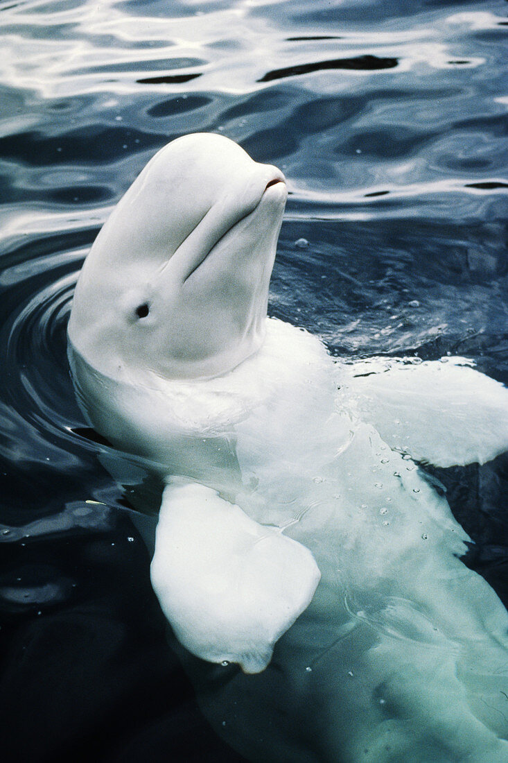 Beluga Whale