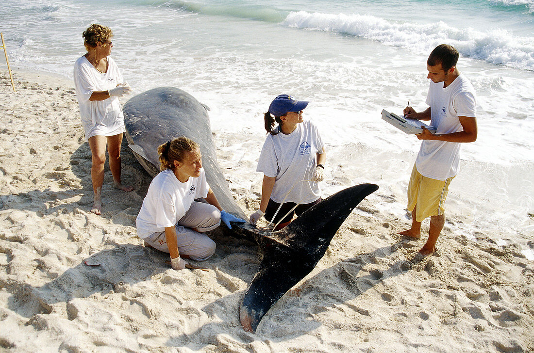 Autopsy performed on dead whale,FL
