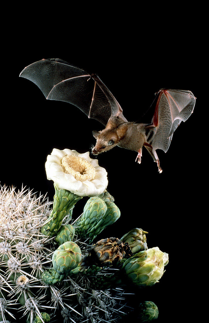Long-nosed Bat pollinating Saguaro