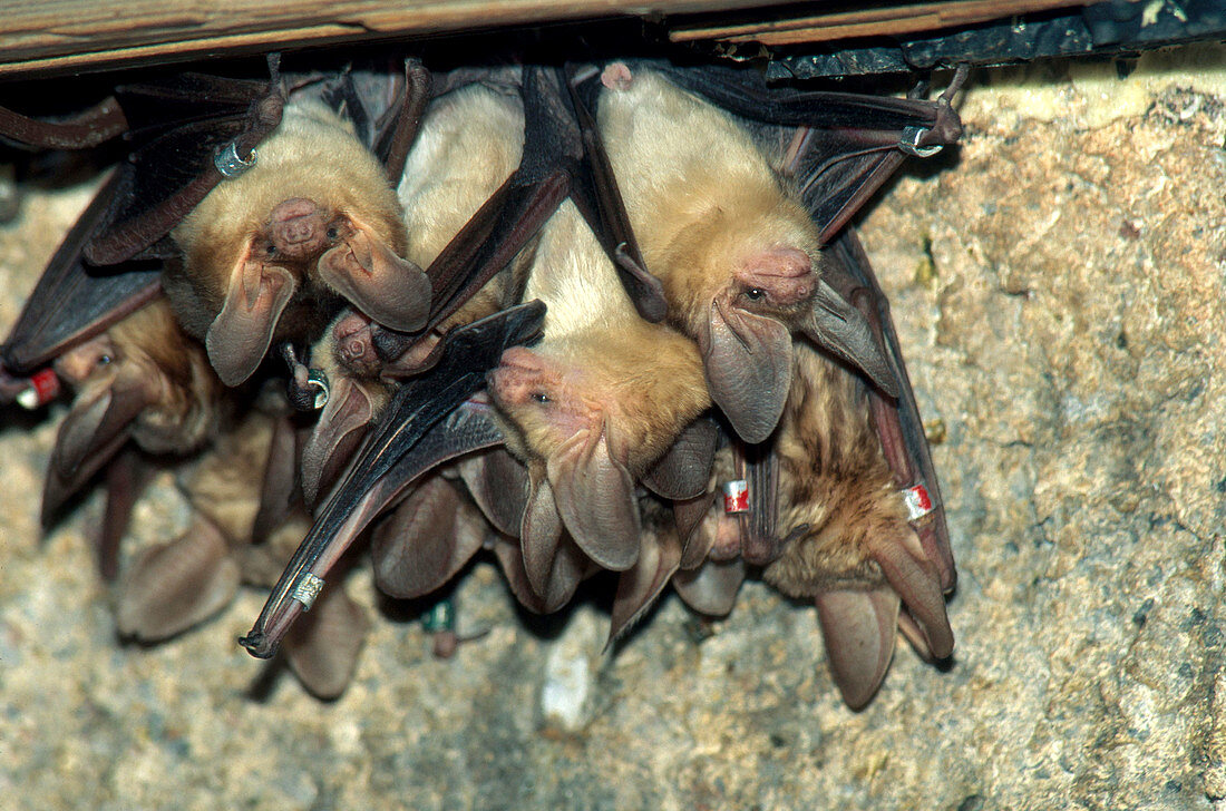 Pallid Bats (Antrozous pallidus)