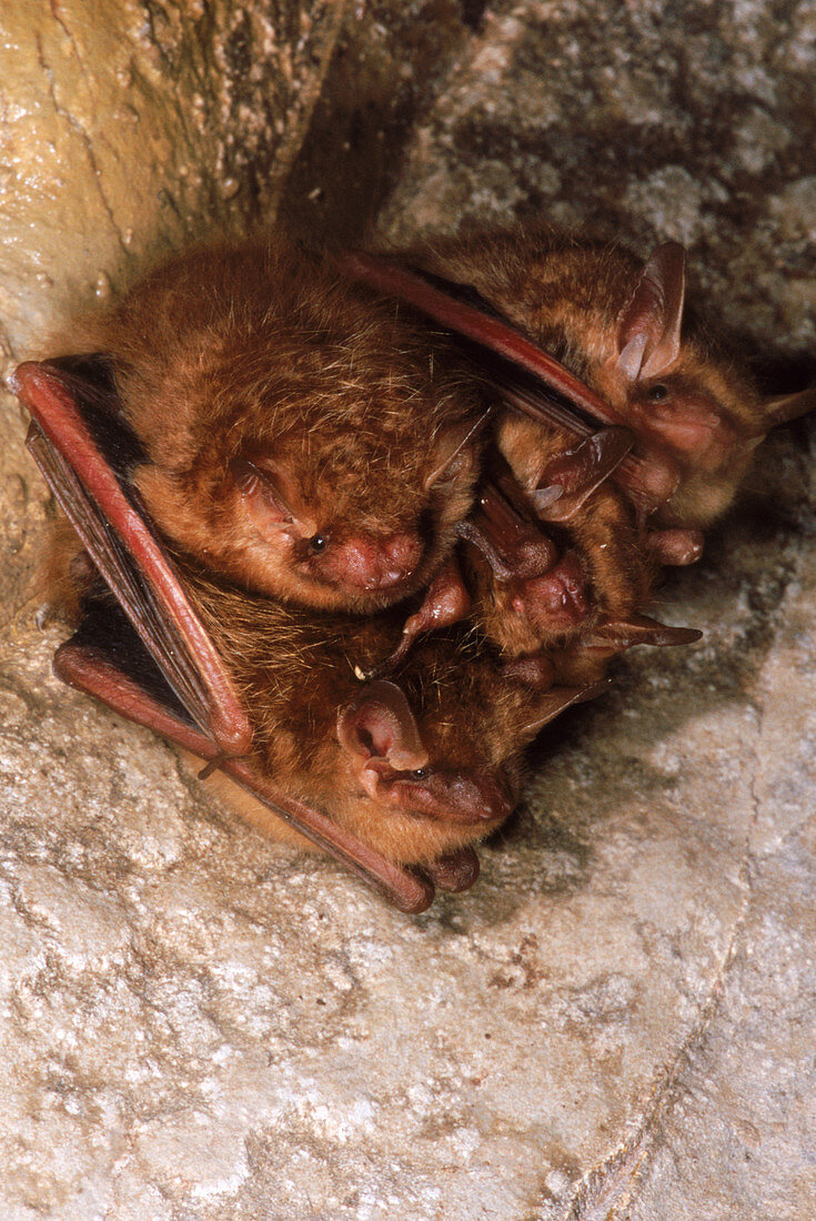 Eastern Pipistrelle Bats