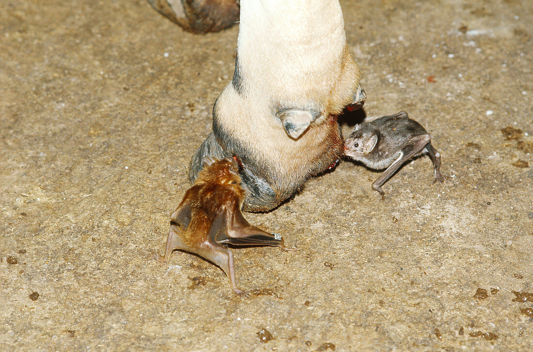 Vampire Bats feeding on a cow's foot