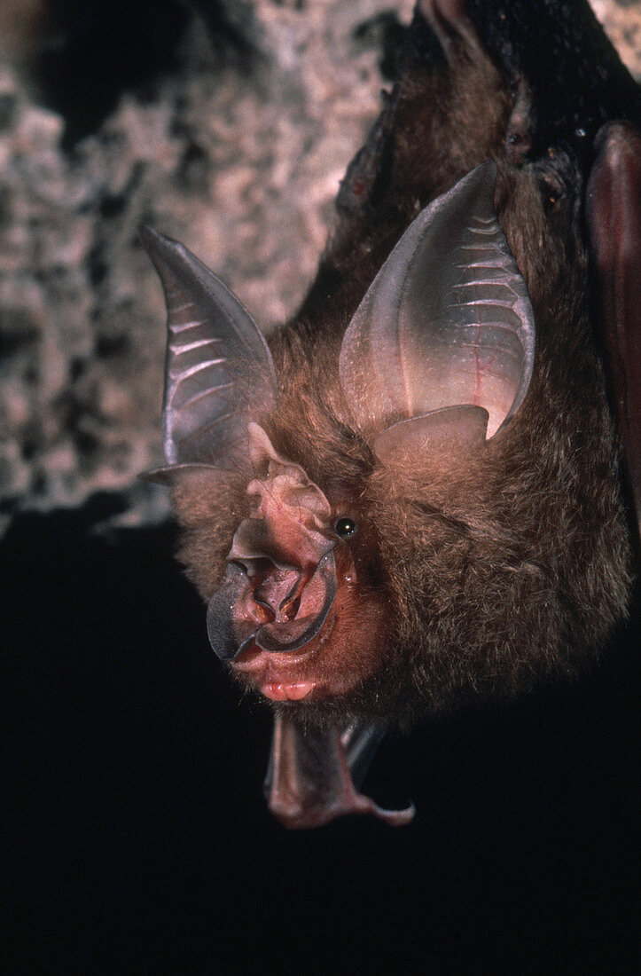 Dobson's Horseshoe Bat